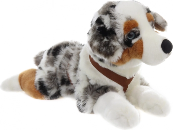 Realistische look van de Australische herder