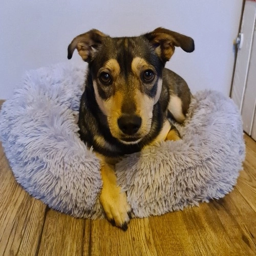 Zachte warme mand voor hond of kat