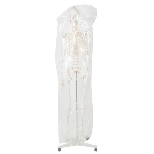 Anatomisch model van het menselijk skelet 180 cm