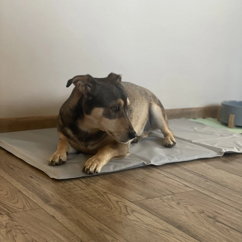 Koelmat voor huisdieren 90x50cm Purlov