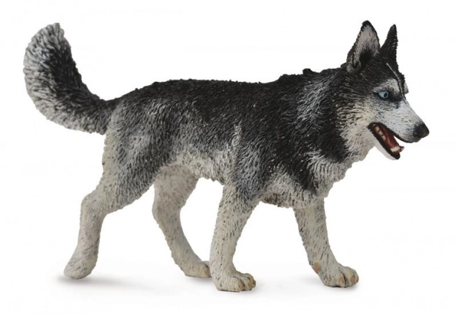 Siberische husky figuur
