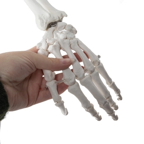 Anatomisch model van het menselijk skelet 180 cm
