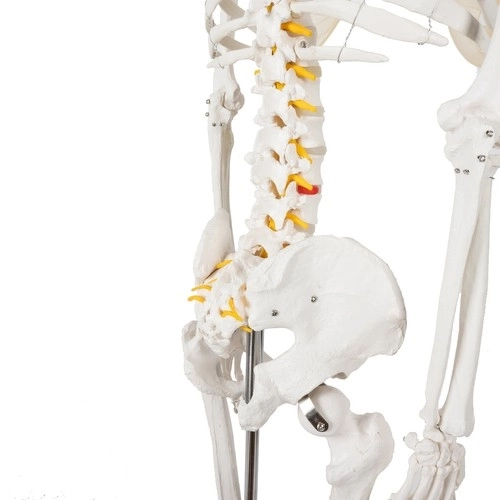 Anatomisch model van het menselijk skelet 180 cm