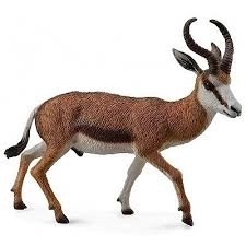 Springbok