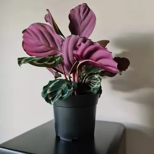 Set van 500 zwarte plastic bloempotten