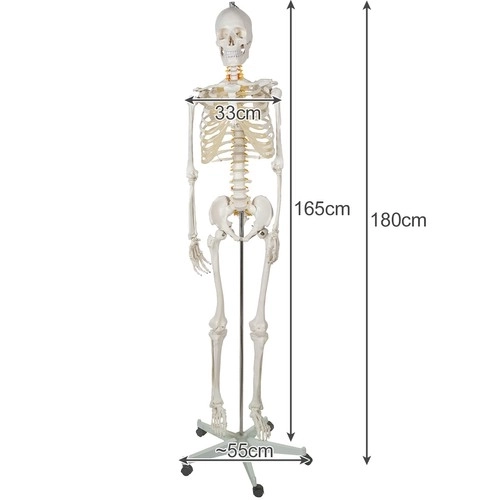 Anatomisch model van het menselijk skelet 180 cm