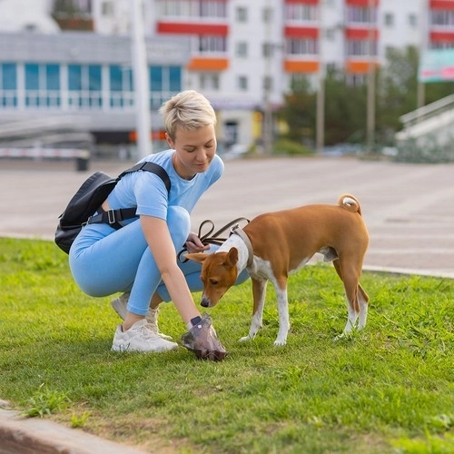 Absorberende hygiënische onderlegger voor dieren 60 x 40 cm - 100 stuks