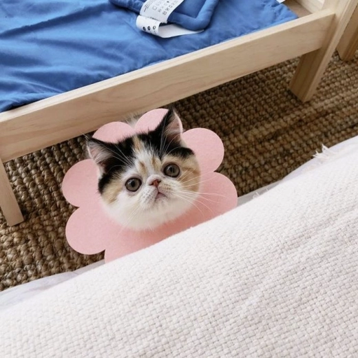 Praktisch voor katten en honden