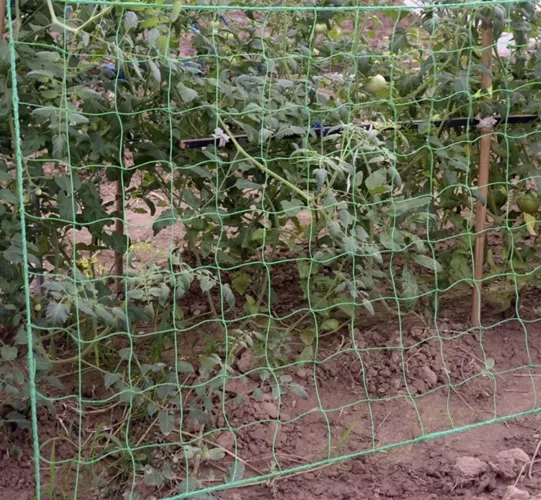 Rooster - steun voor planten 2x20m Gardlov 23980