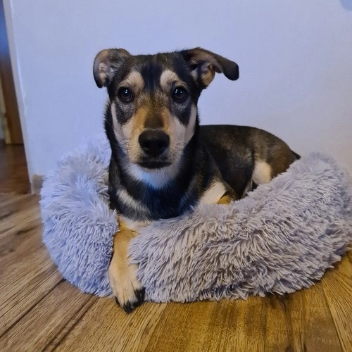 Zachte warme mand voor hond of kat