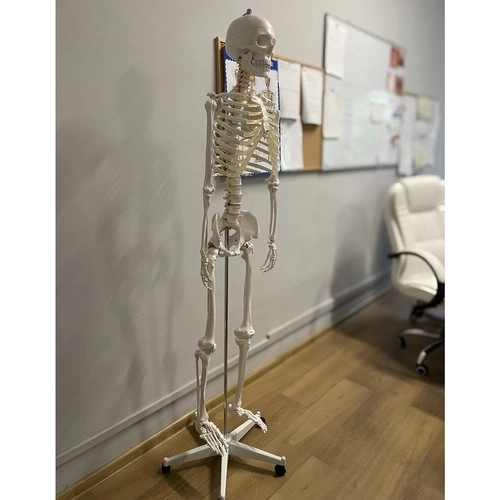 Anatomisch model van het menselijk skelet 180 cm