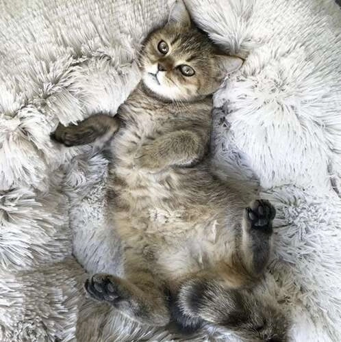 Zachte warme mand voor hond of kat