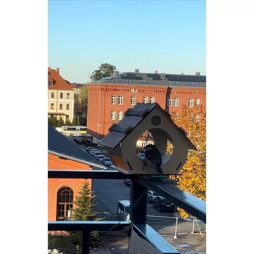 Vogelvoederhuisje Maaleo 22585