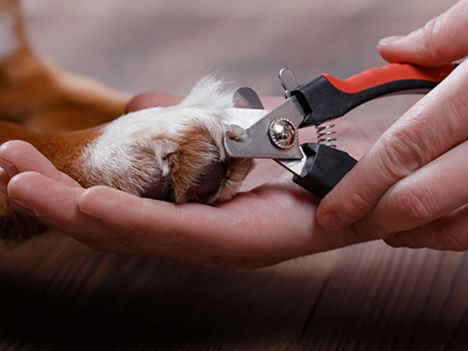 Nagelknipper met veiligheidsslot
