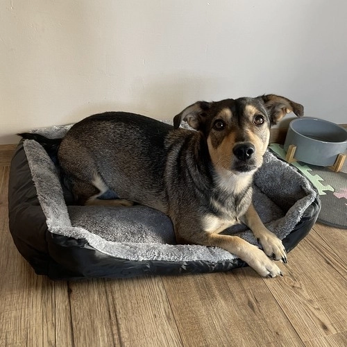 Honden-/kattenmand 60x45cm Purlov 24288