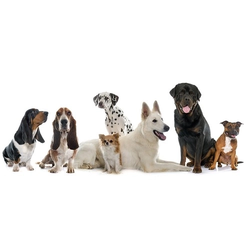 LED-verlichte halsband voor honden en katten