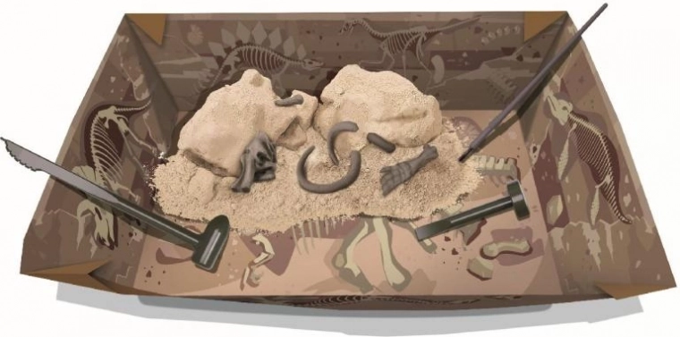 Graaf en ontdek: gipsblok met fossielen