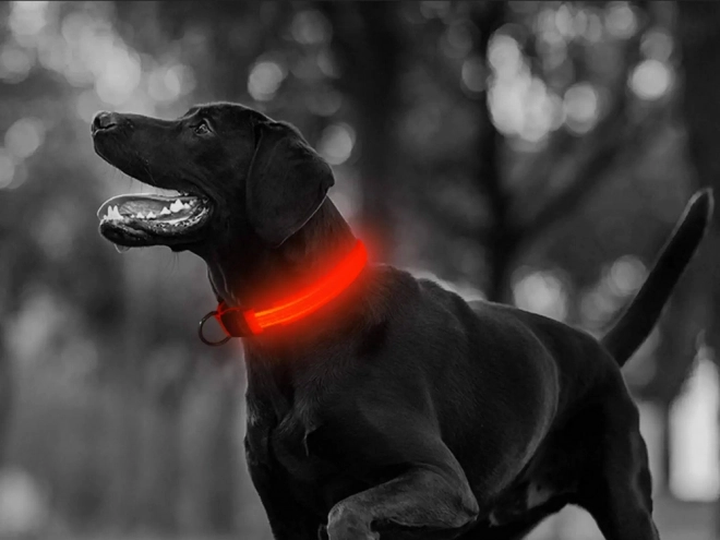 Led lichtgevende halsband voor huisdieren