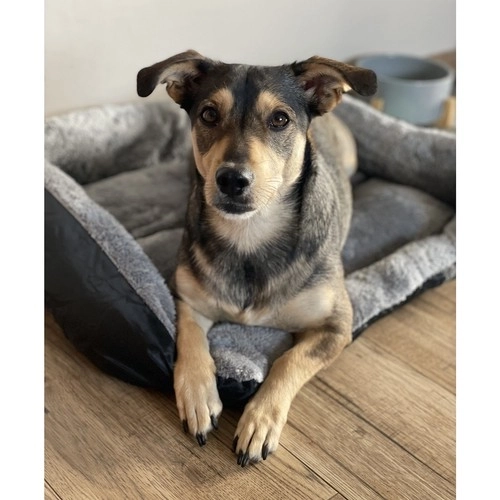 Honden-/kattenmand 60x45cm Purlov 24288