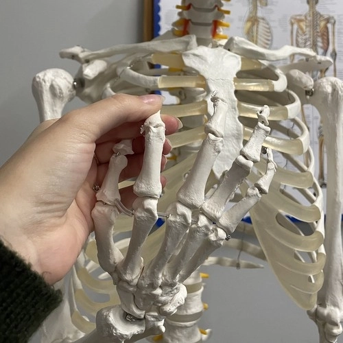 Anatomisch model van het menselijk skelet 180 cm