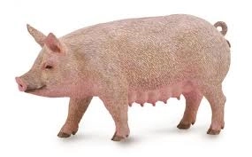 Zeug Collecta