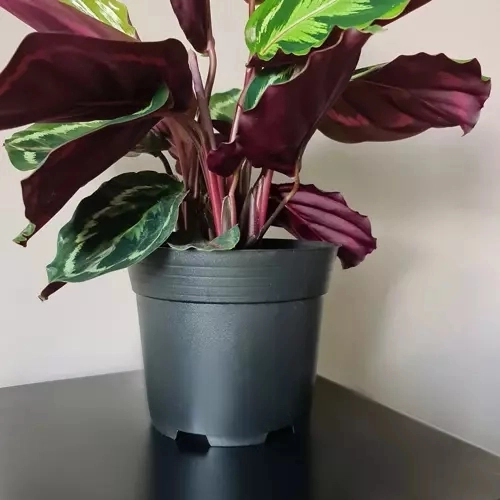 Set van 500 zwarte plastic bloempotten