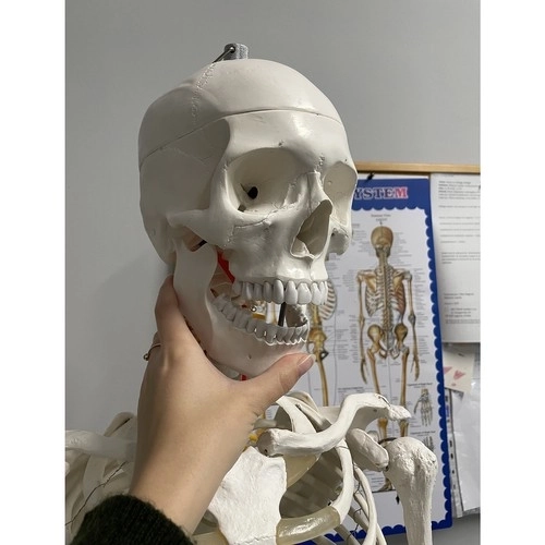 Anatomisch model van het menselijk skelet 180 cm