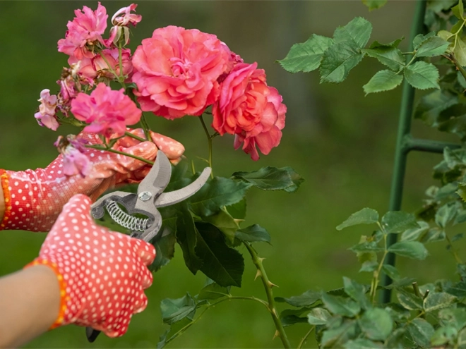 Tuinscharen voor heggen van gesmeed staal