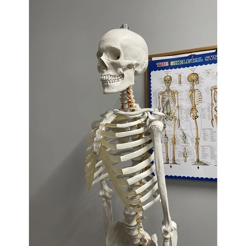 Anatomisch model van het menselijk skelet 180 cm