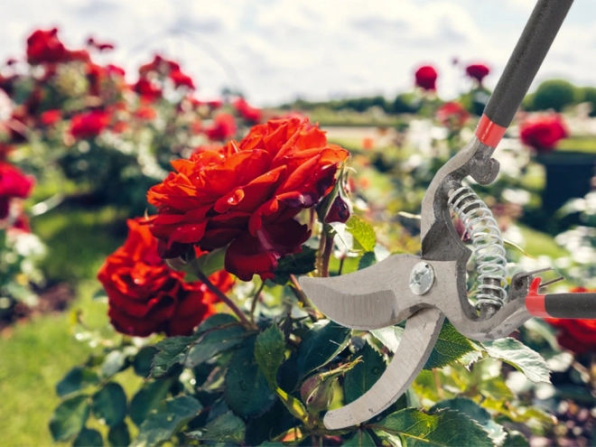 Tuinscharen voor heggen van gesmeed staal