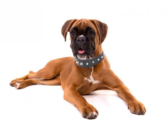 Stijlvolle hondenhalsband met studs