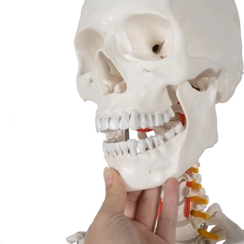 Anatomisch model van het menselijk skelet 180 cm