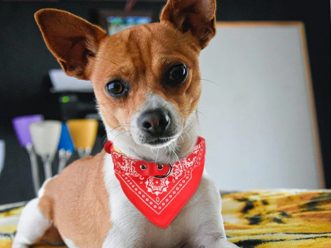 Stijlvolle halsband voor honden en katten met sjaal