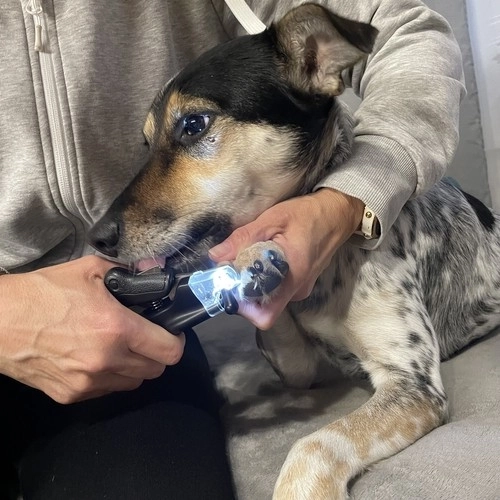 Veilige nagelknippers voor honden en katten met LED