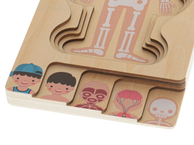 Montessori houten gelaagde puzzel menselijk lichaam