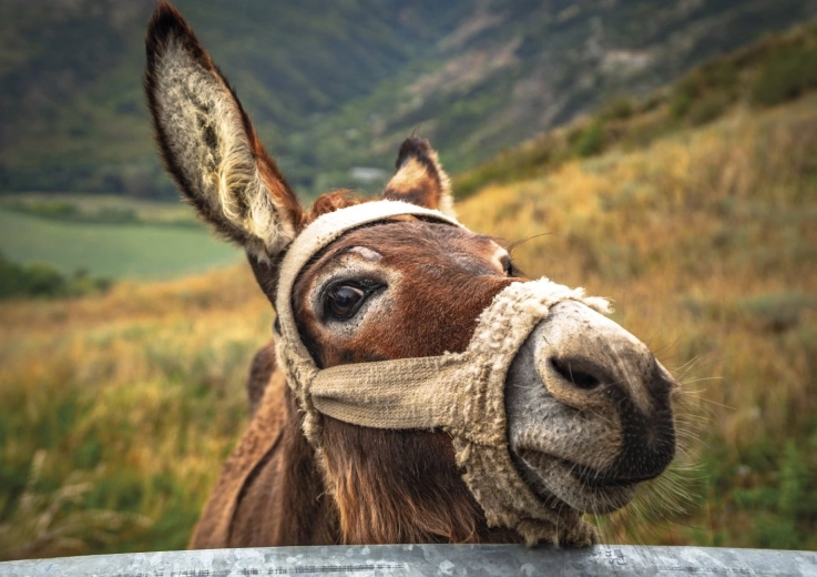 Prachtig motief van een ezel in de bergen