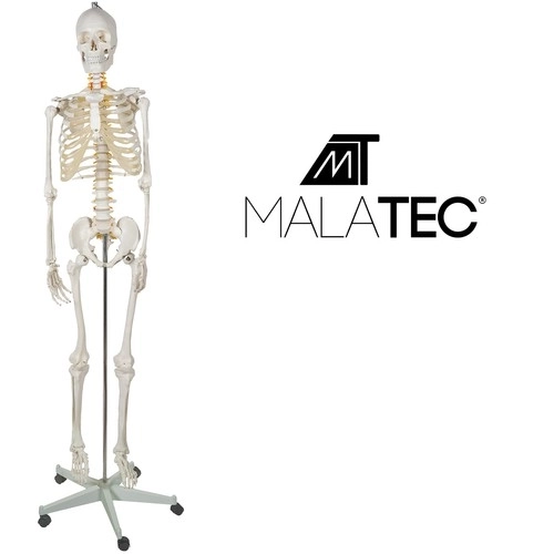 Anatomisch model van het menselijk skelet 180 cm
