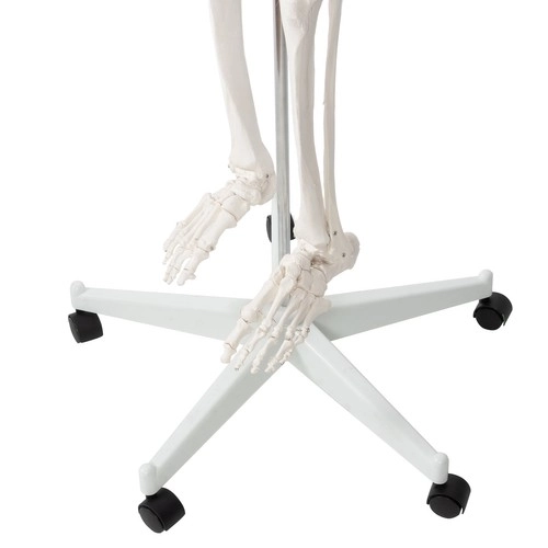 Anatomisch model van het menselijk skelet 180 cm
