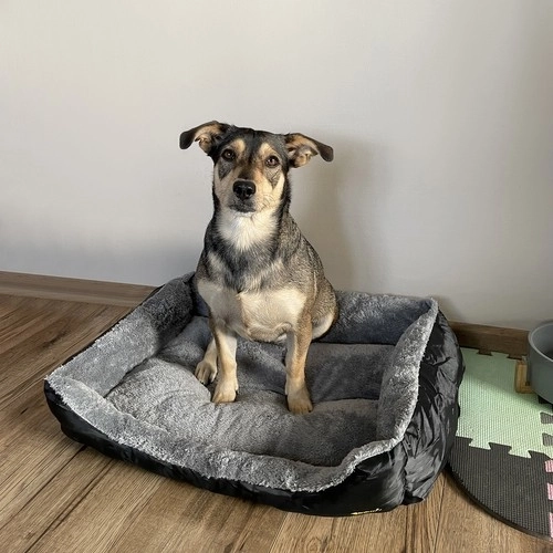 Honden-/kattenmand 60x45cm Purlov 24288