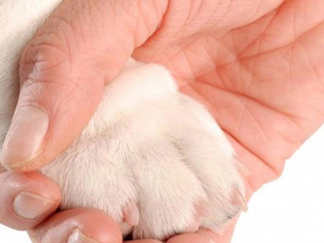 Nagelknipper met veiligheidsslot