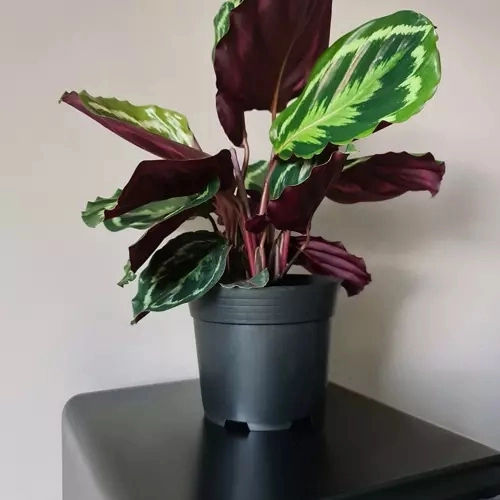 Set van 500 zwarte plastic bloempotten