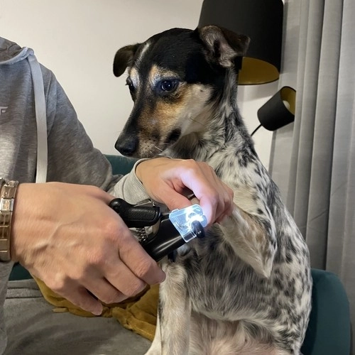 Veilige nagelknippers voor honden en katten met LED