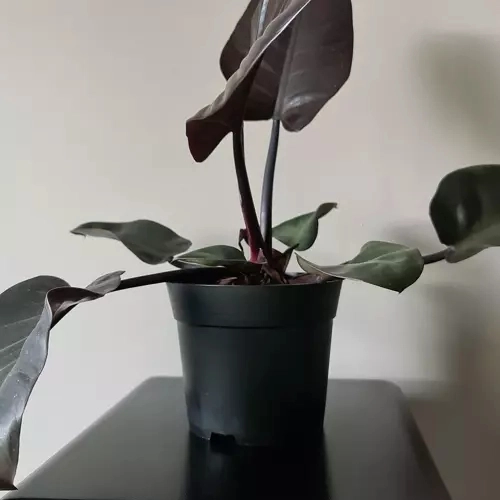 Set van 500 zwarte plastic bloempotten