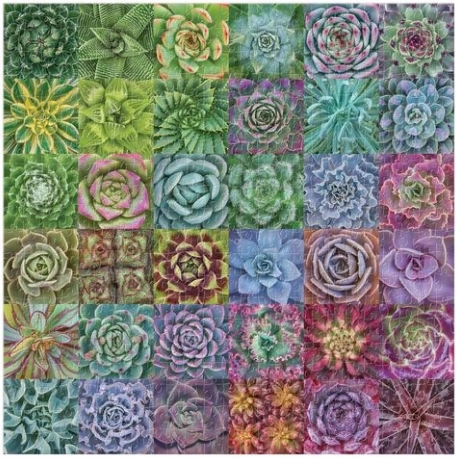 Heldere kleuren en een indrukwekkend vetplantenmotief