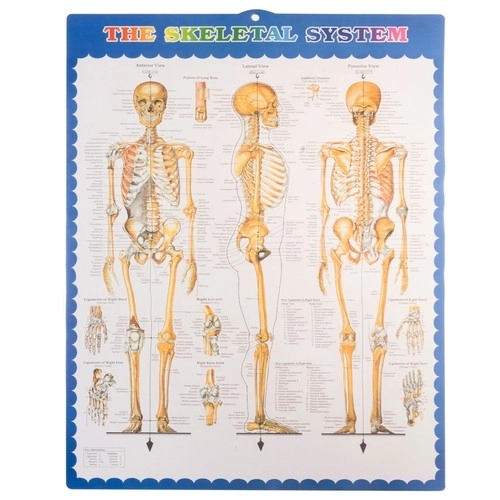 Anatomisch model van het menselijk skelet 180 cm