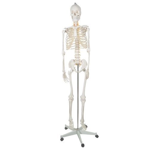 Anatomisch model van het menselijk skelet 180 cm