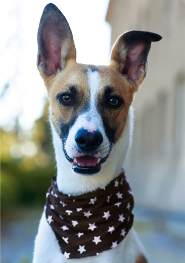 Hoogwaardige afwerking