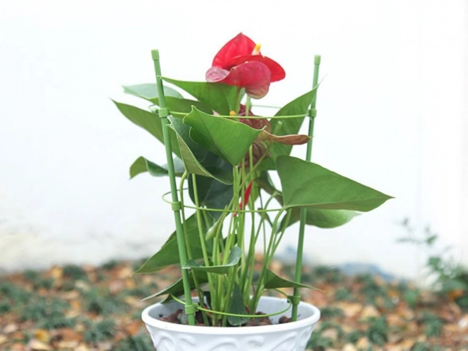 Bloemenring Ronde Plant Ondersteuning