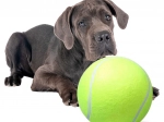 Reuzen tennisbal voor honden XXL 24 cm