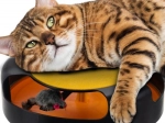 Interactief kattenspeeltje met muis